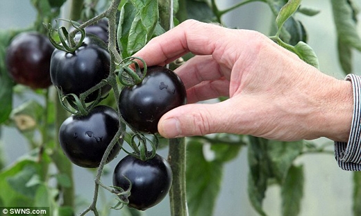 Black Tomatoes
